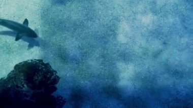 Tek bir köpekbalığının, kristal berrak suda kumlu bir denizin üzerinde süzülürken üst görüntüsü.