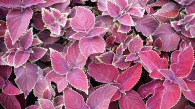 Yemyeşil ve Krem çeşitliliğinde Calathea, yoğun bir tropik bahçede canlı desenler ve zengin renklerle ayrılıyor.