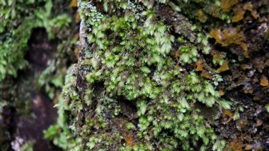 Lush Ormanı 'ndaki Ağaç Kabuğu' nda yeşil ve kahverengi dokuları olan Moss ve Lichen 'in yakın çekimi