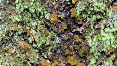 Lush Ormanı 'ndaki Ağaç Kabuğu' nda yeşil ve kahverengi dokuları olan Moss ve Lichen 'in yakın çekimi