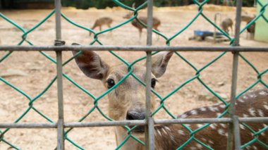 Close-up of Axis Deer behind green wire fence in a dry dirt enclosure with forested background in a wildlife sanctuary clipart