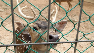 Close-up of Axis Deer behind green wire fence in a dry dirt enclosure with forested background in a wildlife sanctuary clipart