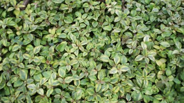 Lysimachia Congestiflora Yoğun Yeşil ve Sarı Yeşilliklerle Doğal Bahçe Ayarlarında Günbatımında Geziyor