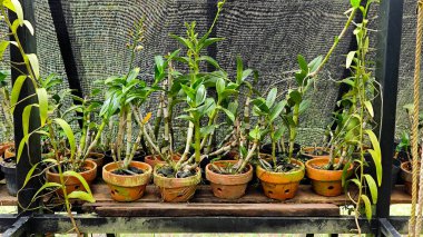 Sağlıklı yeşil orkide bitkileri sera arka planındaki ahşap bir rafta saksılarda.