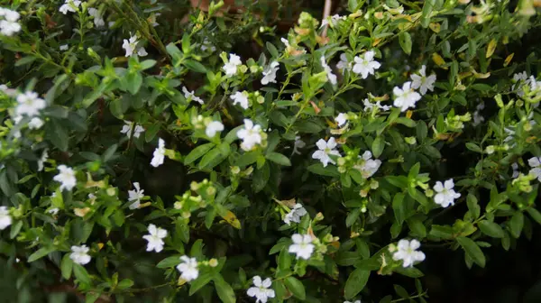 stock image Lush Green Cuphea Hyssopifolia False Heather Plant with Delicate White Flowers in a Garden Setting