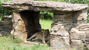 Dişi aslan, hayvanat bahçesinde güneşli bir günde Rocky Barınağında dinleniyor.