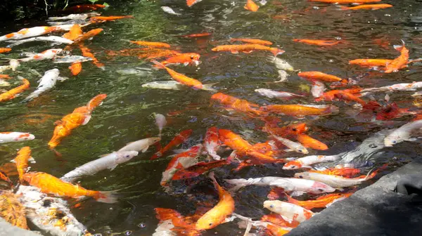 Canlı Koi Balığı Güneşli Bir Gün 'de Açık Bir Havuzda Renkli Yansımalarla Yüzüyor