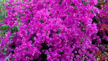 Açık havada açan parlak pembe bougainvillea çiçekleri bahçedeki yeşil yapraklara karşı.