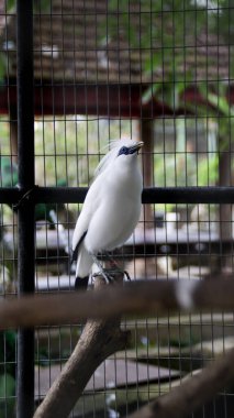 Bali Starling Kuşu, Endonezya 'daki Bali Kuş Parkı' nda Doğal Arkaplanda Tutsak