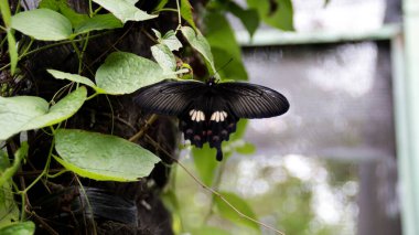 Beyaz benekli siyah kelebek tropikal bir orman arka planında yeşil yaprakların üzerinde dinleniyor..
