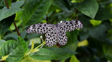 Zarif beyaz ve siyah desenli kelebek yemyeşil yaprakların üzerinde yemyeşil bir bahçede dinleniyor.