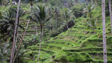 Yemyeşil Tegallalang Pirinç Terasları Ubud Bali 'de Yüksek Hindistan cevizi ağaçları ve Katmanlı Hillside Tarlaları Bulutlu bir günde yakalandı