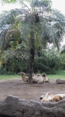 Gün Işığı Altında Doğal Açık Bir Doğal Yaşam Alanında Yeşiller Arkaplan ile Palmiye Ağacı Altında Dinlenen Develer