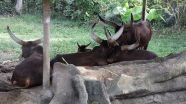 Bir grup Büyük Boynuzlu Ankole Sığırı Gün Işığı Altında Doğal Çevresiyle Gölgeli Yeşil Orman 'da Dinleniyor