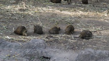 Fil Gübresi Kuru Toprak Yığını Etrafı Dağılmış Çimenler ve Gün Işığı Altında Doğal Yaban Hayatı Yaşam Alanında Yapraklarla çevrili