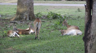Ağaçların altındaki yeşil çimlerde dinlenen bir grup kahverengi ve beyaz geyik. Doğal güneş ışığı ve canlı yeşilliklerle donatılmış sakin bir ormanda.