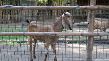 Brown Goat Standing in a Wooden Enclosure with Open Mouth in a Rural Farm Setting Surrounded by Bamboo Fencing and Natural Light clipart