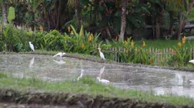 Manzaralı Tropikal Pirinç Tarlasında Beyaz Akbalıkçıl Canlı Yeşil Sebze ve Yansıtıcı Suyla Çevrelenmiş Kırsal Toprakta Bereketli Bitkiler