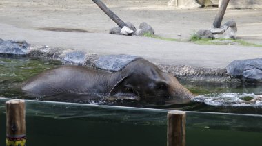Güneşli bir günde, bir vahşi yaşam parkında kayalar ve ahşap yapılarla çevrili berrak bir su duvarında yüzen Asya fili.
