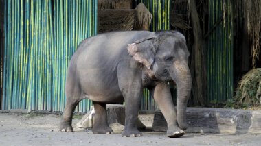 Asyalı fil, yeşil bambu arka planı ve sıcak güneş ışığında doğal çevresiyle bir hayvanat bahçesinde zarifçe yürüyor.