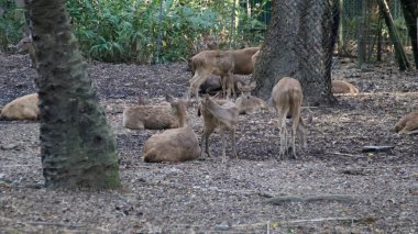 Gölgeli ağaçların altında dinlenen ve otlayan bir grup geyik doğal bir orman ortamında toprak tonları ve bereketli bir bitki örtüsüyle vahşi yaşam sığınağında.