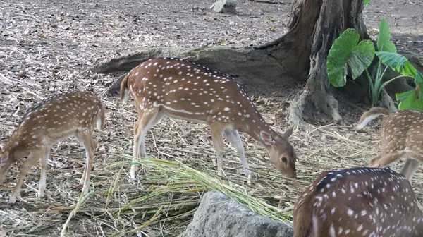 Kuru yapraklar ve ağaç gövdesinin yakınındaki yeşil yapraklarla çevrili sakin bir ormanlık alanda otlayan benekli geyik görüldü. Doğal ışık onların nazik hareketlerini vurguluyor.