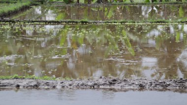 Pirinç tarlaları su basmış suyla ekilmeye hazır. Yeşil tropikal bitkileri sakin bir kırsal bölgeye yansıtıyor.