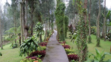 Bereketli Yeşillik ve Sarmaşık Kaplamalı Ağaçlarla çevrili Huzur Bahçesi Ormanı