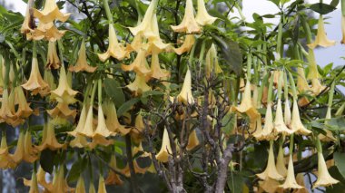 Sarı Brugmanya Çiçeklerinin Yakın Çekimi Yumuşak Doğal Aydınlatma ve Bulanık Arkaplan Yeşilliği ile Yeşil Bir Bahçede Asılı