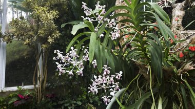 Beyaz ve mor benekli orkide çiçekleri. Ağaçta yetişen uzun yeşil yapraklar. Yeşillik tropik bir serada doğal güneş ışığı ve çeşitli egzotik bitkiler..