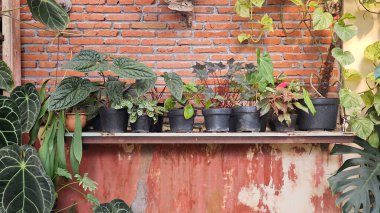 Kırsal Metal Rafta, Kızıl Tuğla Duvara karşı sera bitkilerinin toplanması. Tırmanan Sarmaşıklar ve Büyük Yapraklı Yapraklı Yapraklı Yapraklı Yapraklar.