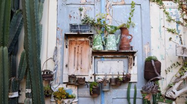 Kırsal konserveler ve eskimiş ahşap bir duvarda bitki saksısı olarak kullanılan yeşil ve beyaz boyalı, yeşil ve kaktüslerle çevrili klasik bahçe dekoru..