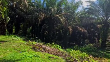 Tropikal Tarım Manzarasında Yüksek Palmiye Ağaçları Tarlaları ile Dolu Yeşil Palmiye Yağı Çiftliği