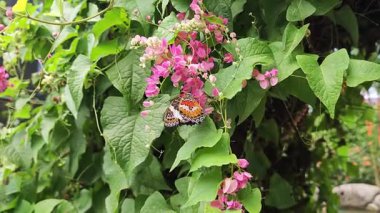 Güzel Orange Black Butterfly Çiçekten özenle besleniyor