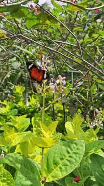 Portakal Kelebeği Çiçeğe tünemiş Nektarla besleniyor