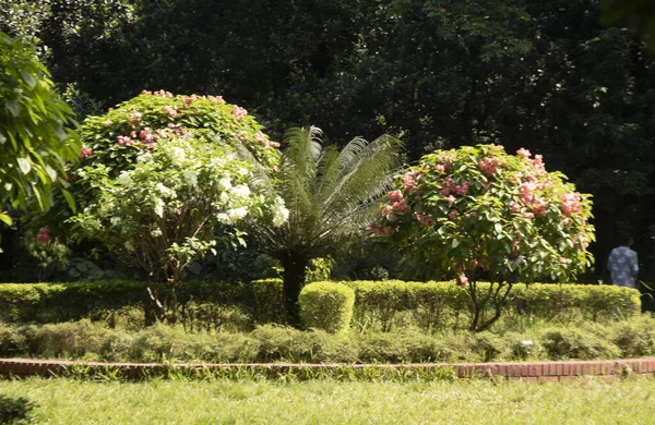 Virágzó Kert Botanikus Kertben Dhaka Banglades — Stock Fotó