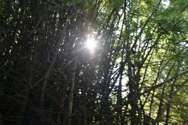 Botanik Gargen, Dhaka Bangladeş