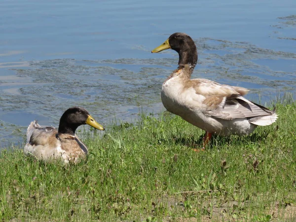 Ducks Pond — Stock Photo, Image