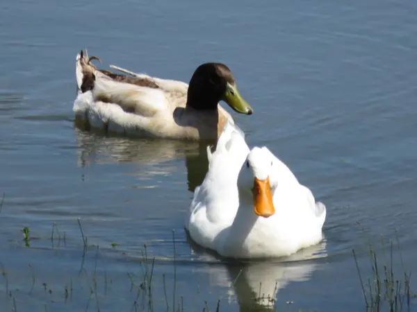 Güzel Gölü Olan Beyaz Ördekler — Stok fotoğraf
