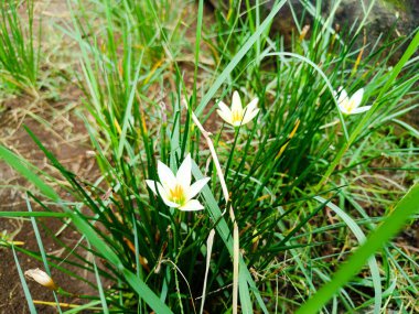 White rain lily zephyrantes blooming in the garden