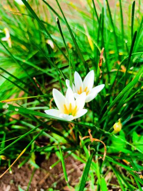 White rain lily zephyrantes blooming in the garden