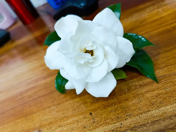 İzole edilmiş beyaz gardenya çiçeği.