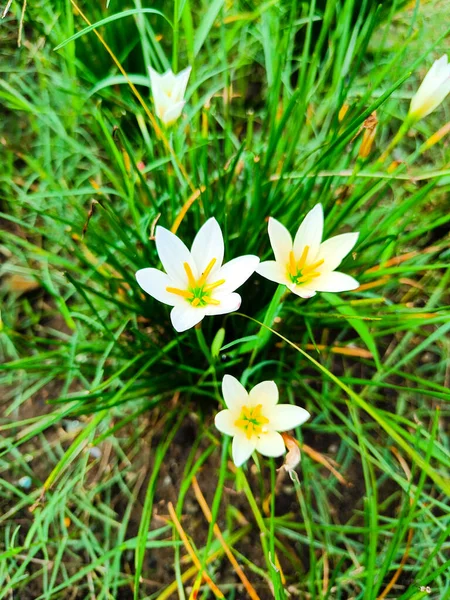 White rain lily zephyrantes blooming in the garden