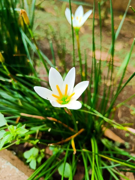 White rain lily zephyrantes blooming in the garden