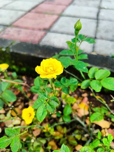 stock image Rose flowers blossom in the park