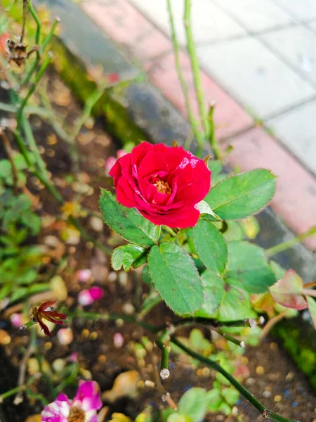 Розовые Цветы Цветут Парке — стоковое фото