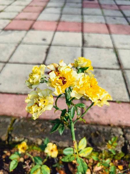 Parkta Gül Çiçekleri Açar — Stok fotoğraf
