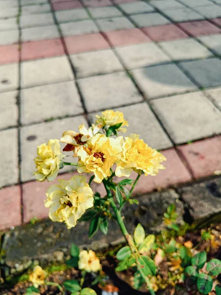 Kwiaty Róży Kwitną Parku — Zdjęcie stockowe