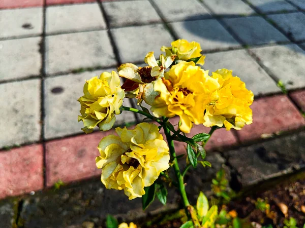 Rozenbloemen Bloeien Het Park — Stockfoto