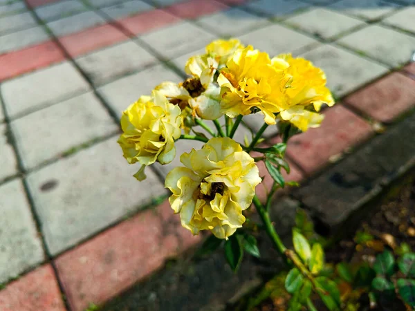 Flores Rosa Florescem Parque — Fotografia de Stock